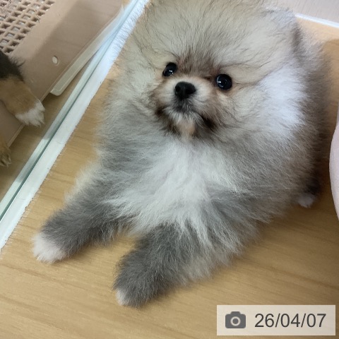 ポメラニアンの写真