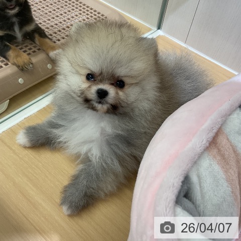 ポメラニアンの写真