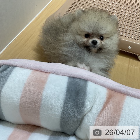 ポメラニアンの写真