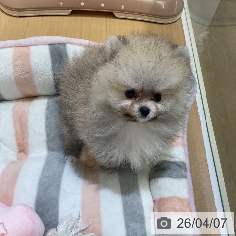 ポメラニアンの写真