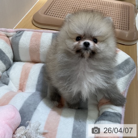 ポメラニアンの写真