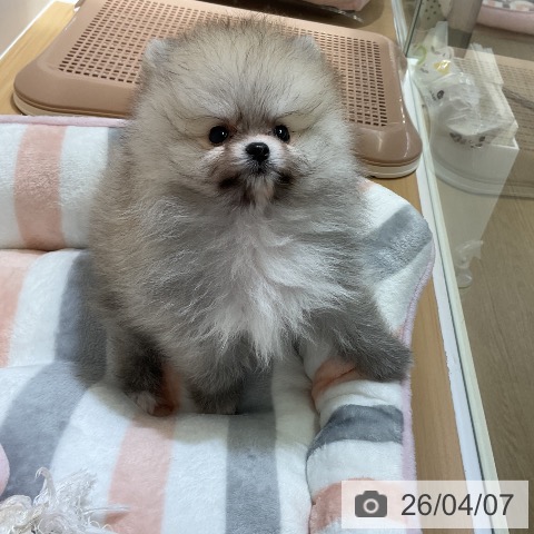 ポメラニアンの写真