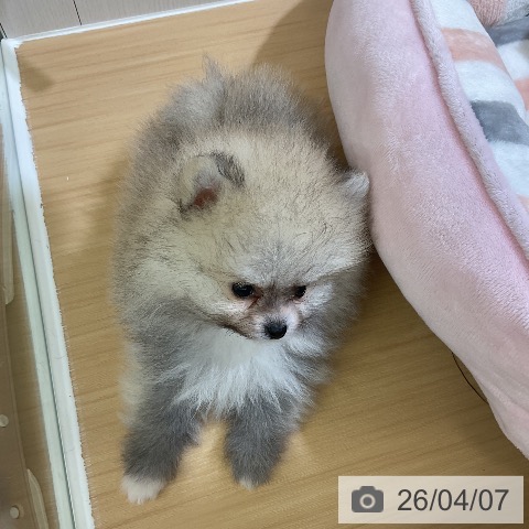 ポメラニアンの写真