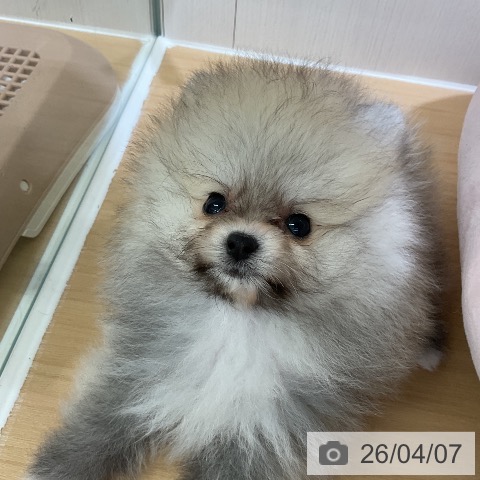 ポメラニアンの写真