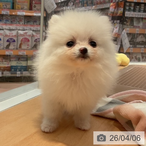 ポメラニアンの写真