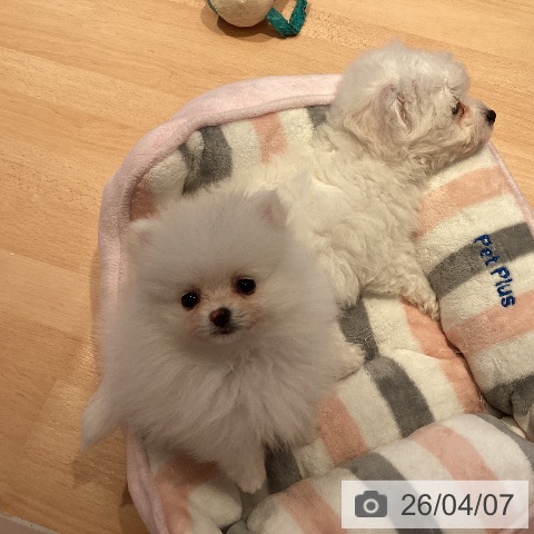 ポメラニアンの写真