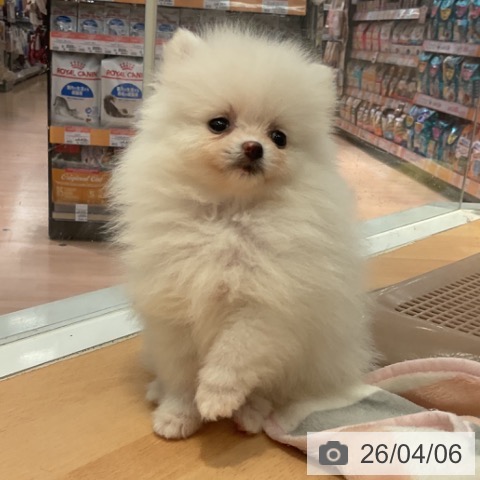 ポメラニアンの写真