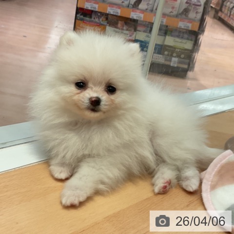 ポメラニアンの写真