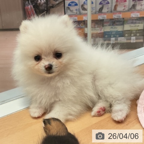 ポメラニアンの写真