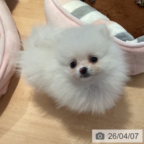 ポメラニアンの写真