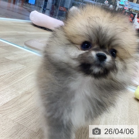 ポメラニアンの写真