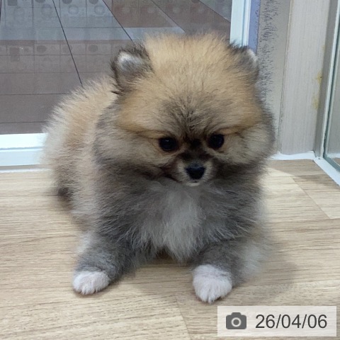ポメラニアンの写真