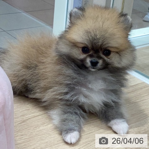 ポメラニアンの写真