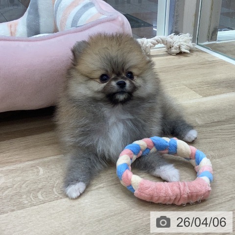 ポメラニアンの写真