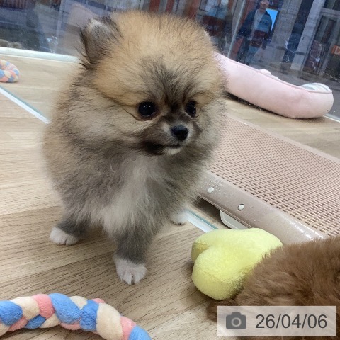 ポメラニアンの写真
