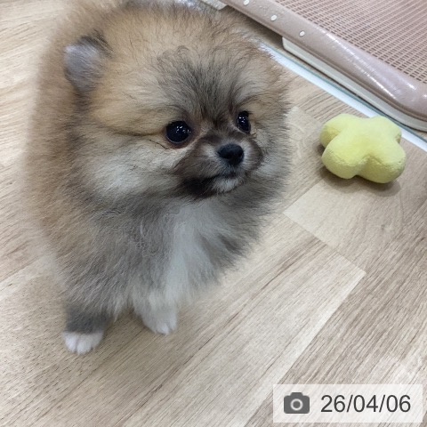 ポメラニアンの写真