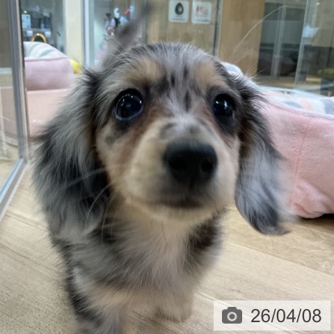 愛知県のミニチュアダックスフンド(ロング) (ペットプラス mozoワンダーシティ店/2026年2月3日生まれ/女の子/シルバーダップル)の子犬の4枚目の画像