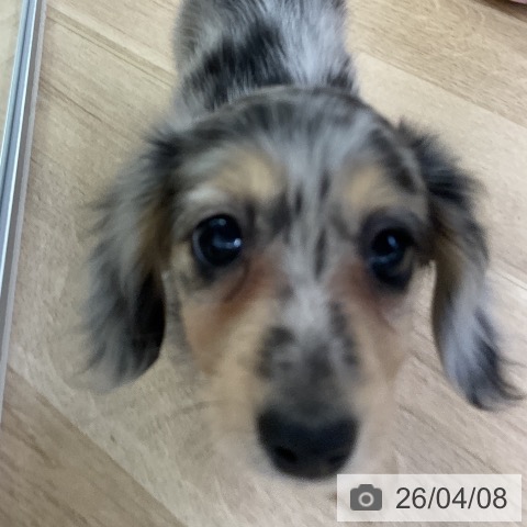 愛知県のミニチュアダックスフンド(ロング) (ペットプラス mozoワンダーシティ店/2026年2月3日生まれ/女の子/シルバーダップル)の子犬の3枚目の画像