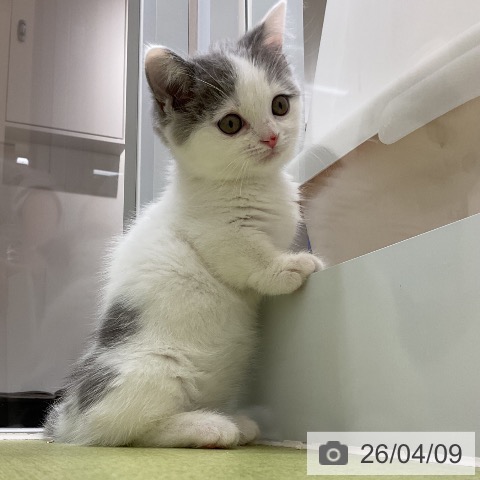 マンチカンの写真