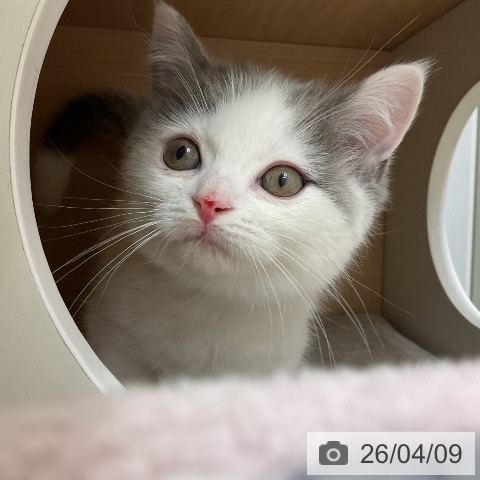 マンチカンの写真