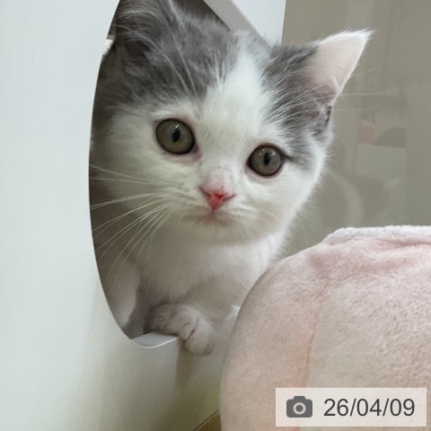 マンチカンの写真