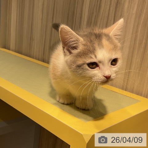 愛知県のマンチカン (ペットプラス ナゴヤドーム前店/2026年2月3日生まれ/女の子/ダイリュートキャリコ)の子猫の4枚目の画像