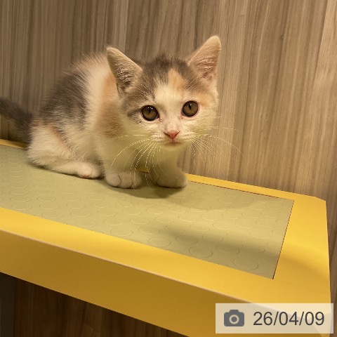 愛知県のマンチカン (ペットプラス ナゴヤドーム前店/2026年2月3日生まれ/女の子/ダイリュートキャリコ)の子猫の3枚目の画像