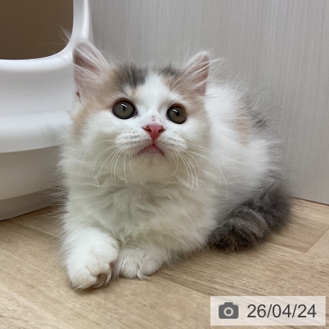 愛知県のマンチカン (ペットプラス 岡崎店/2026年2月3日生まれ/女の子/ダイリュートキャリコ)の子猫の4枚目の画像