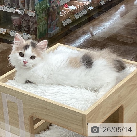 愛知県のマンチカン (ペットプラス 豊橋牧野店/2026年2月3日生まれ/女の子/ダイリュートキャリコ)の子猫の4枚目の画像