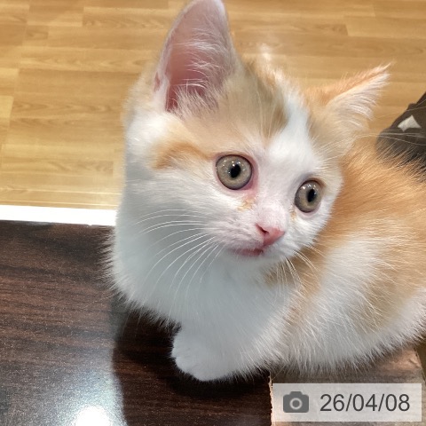 マンチカンの写真