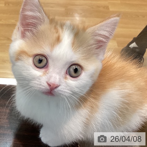 マンチカンの写真