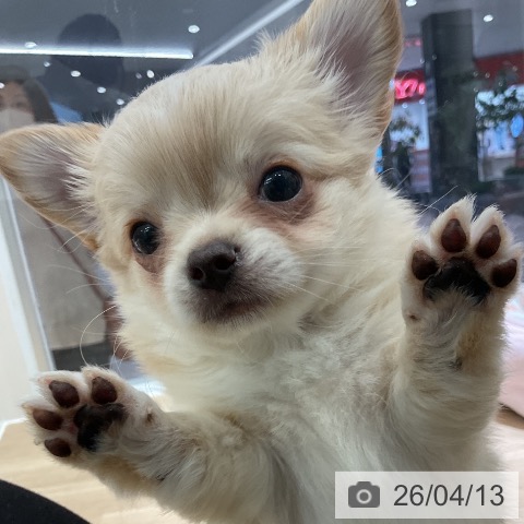愛知県のチワワ(ロング) (ペットプラス イオンモール豊川店/2026年2月5日生まれ/男の子/クリームホワイト)の子犬の3枚目の画像