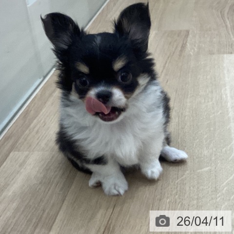 宮城県のチワワ(ロング) (ペットプラス 仙台上杉店/2026年2月5日生まれ/女の子/ブラックタンホワイト)の子犬の4枚目の画像