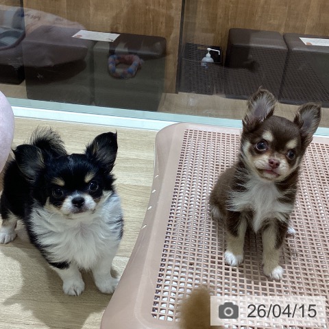 宮城県のチワワ(ロング) (ペットプラス 仙台上杉店/2026年2月5日生まれ/女の子/ブラックタンホワイト)の子犬の3枚目の画像