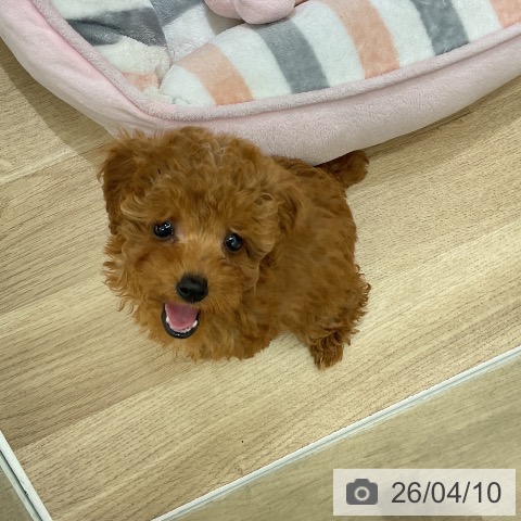 愛知県のトイプードル(トイ) (ペットプラス イオンモール豊川店/2026年2月3日生まれ/女の子/レッド)の子犬の3枚目の画像