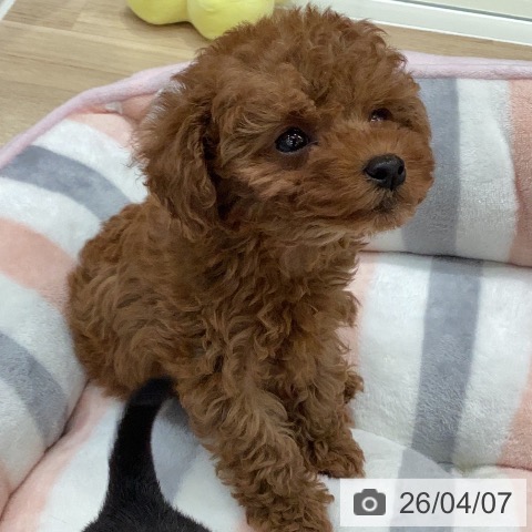 トイ・プードルの写真