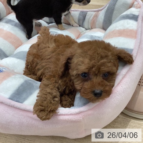 トイ・プードルの写真