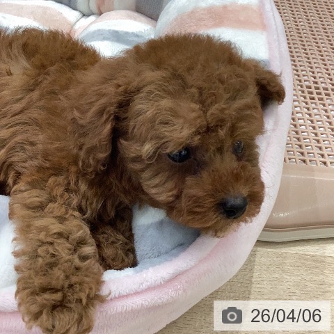 トイ・プードルの写真