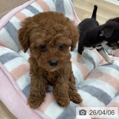 トイ・プードルの写真