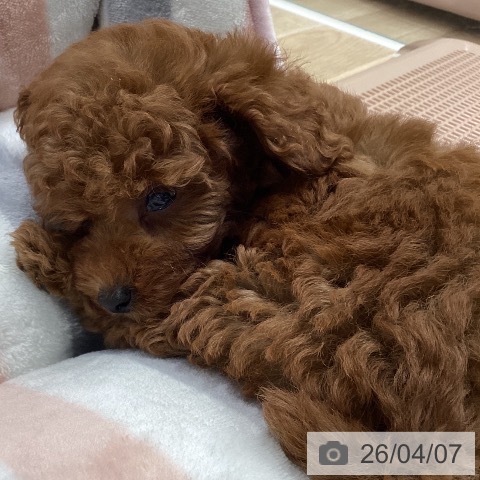 トイ・プードルの写真