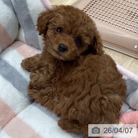 トイ・プードルの写真