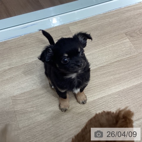 埼玉県のチワワ(ロング) (ペットプラス イオンモール春日部店/2026年2月4日生まれ/男の子/ブラックタン)の子犬の4枚目の画像