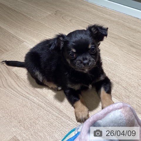 埼玉県のチワワ(ロング) (ペットプラス イオンモール春日部店/2026年2月4日生まれ/男の子/ブラックタン)の子犬の3枚目の画像