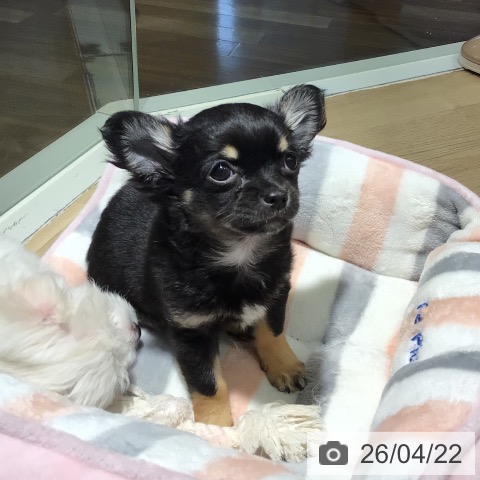 埼玉県のチワワ(ロング) (ペットプラス イオンモール春日部店/2026年2月4日生まれ/男の子/ブラックタン)の子犬の3枚目の画像