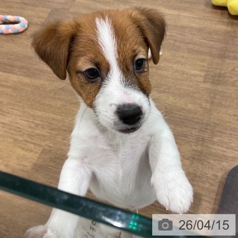 埼玉県のジャックラッセルテリア (ペッツワン 吉川美南店/2026年2月5日生まれ/男の子/タンホワイト)の子犬の4枚目の画像