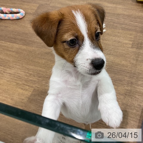 埼玉県のジャックラッセルテリア (ペッツワン 吉川美南店/2026年2月5日生まれ/男の子/タンホワイト)の子犬の3枚目の画像