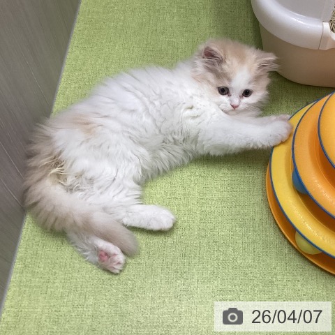 三重県のスコティッシュフォールド (ペットプラス 津南店/2026年1月26日生まれ/男の子/クリームタビーホワイト)の子猫の4枚目の画像