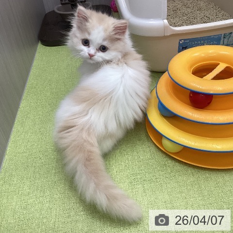 三重県のスコティッシュフォールド (ペットプラス 津南店/2026年1月26日生まれ/男の子/クリームタビーホワイト)の子猫の3枚目の画像