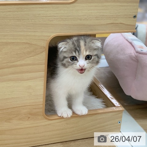 スコティッシュフォールドの写真