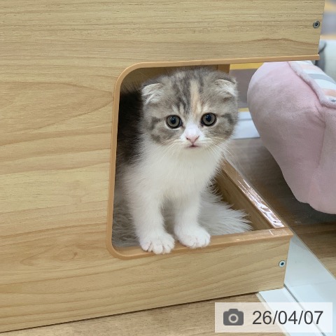 スコティッシュフォールドの写真